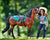 NATALIE, COWGIRL